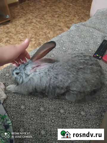 Кролик Казань - изображение 1