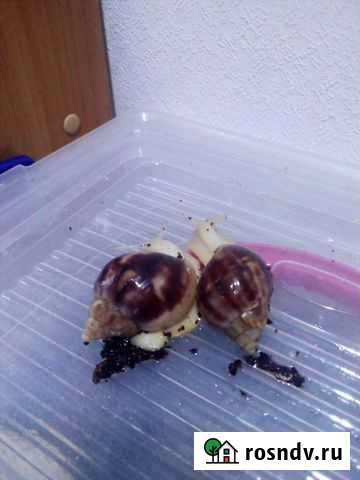 Улитка ахатина фулика Первоуральск - изображение 1