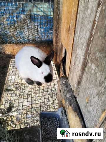 Кролик самец Благовещенск - изображение 1