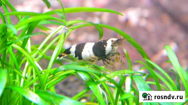 Креветки Камышин - изображение 1