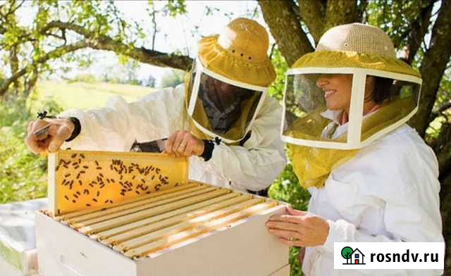 Пчелопакеты 2022 Туймазы - изображение 1