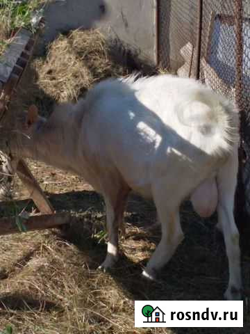 Козёл Пески - изображение 1