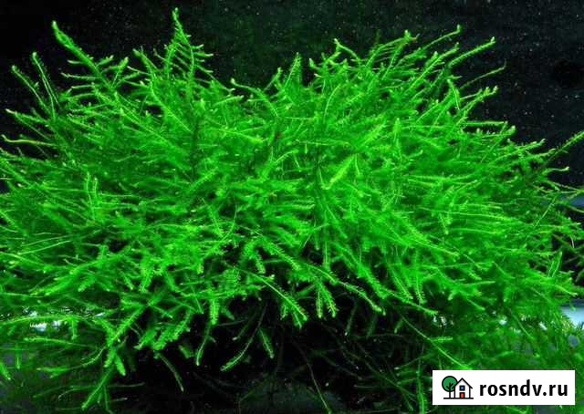 Трава для аквариума мох яванский Первоуральск - изображение 1