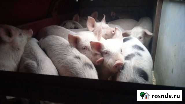 Поросята, мясо-сальные Усть-Кулом - изображение 1
