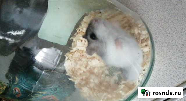 Джунгарский хомяк бесплатно Омск - изображение 1