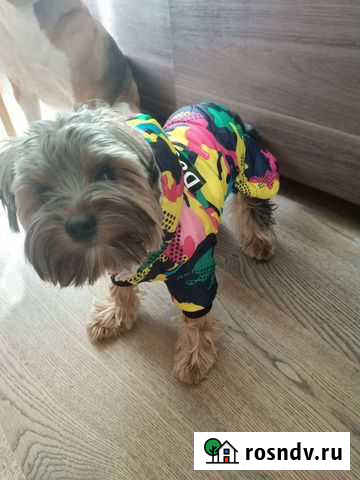 Комбинезон для маленькой собачки Новосибирск - изображение 1
