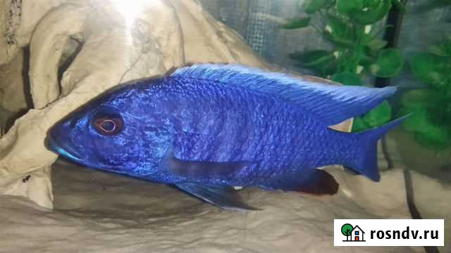 Рыбки - Василёк, аулонокара, анциструсы Краснодар - изображение 1