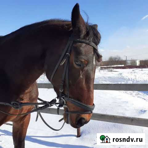 Прокат лошадей, занятия верховой ездой, фотосессии Череповец - изображение 1