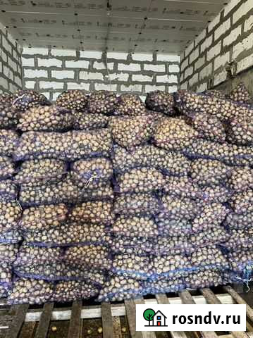Семенной картофель гала Старовеличковская - изображение 1
