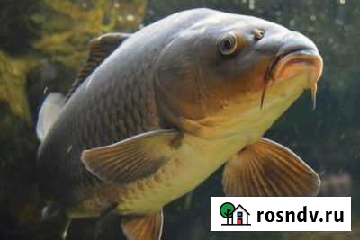 Продам оптом живую рыбу Разумное - изображение 1