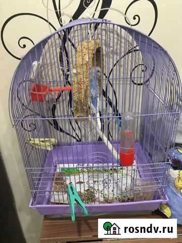 Клетка Кострома - изображение 1