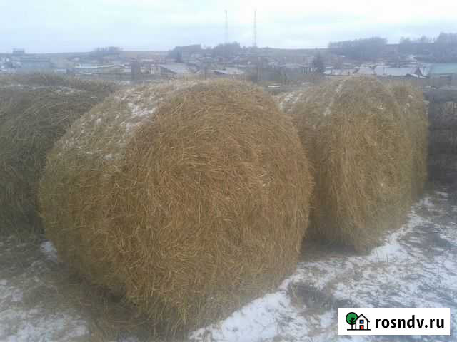 Солома Кедровый - изображение 1