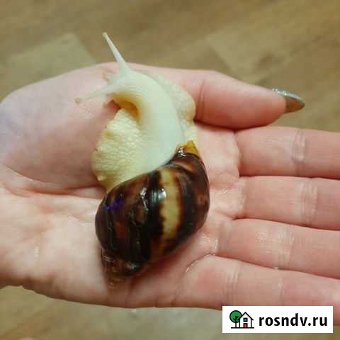 Улитки ахатины Нижнекамск - изображение 1