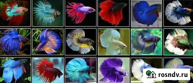 Петушок рыбка Новосибирск - изображение 1