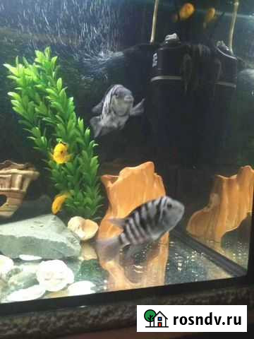 Цихлозома чернополосая(зебры) цихлиды Омск - изображение 1