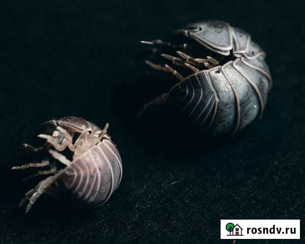 Мокрицы Санкт-Петербург - изображение 1