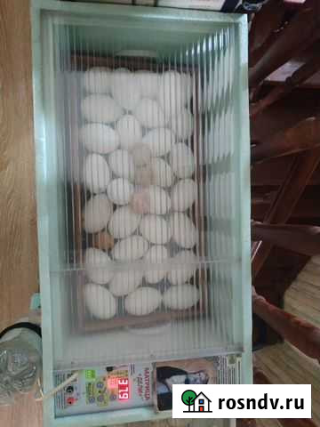 Продам инкубатор Матрица Дели Кемерово - изображение 1