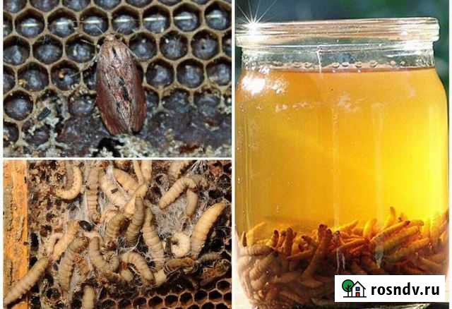 Продается концентрат Восковой Моли огневки Чебоксары - изображение 1