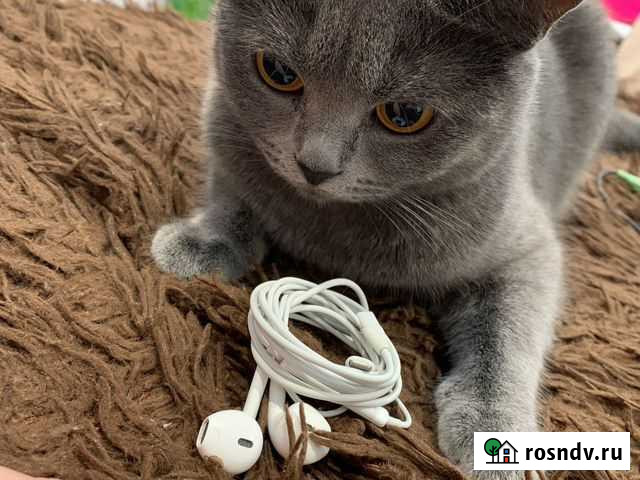 Наушники apple airpods оригинал Красненькая - изображение 1