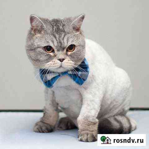 Стрижка кошек на дому Барнаул