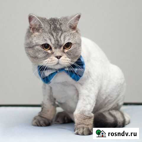 Стрижка кошек на дому Барнаул - изображение 1