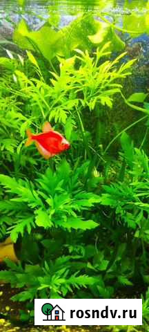 Гигрофила cinema Томск - изображение 1