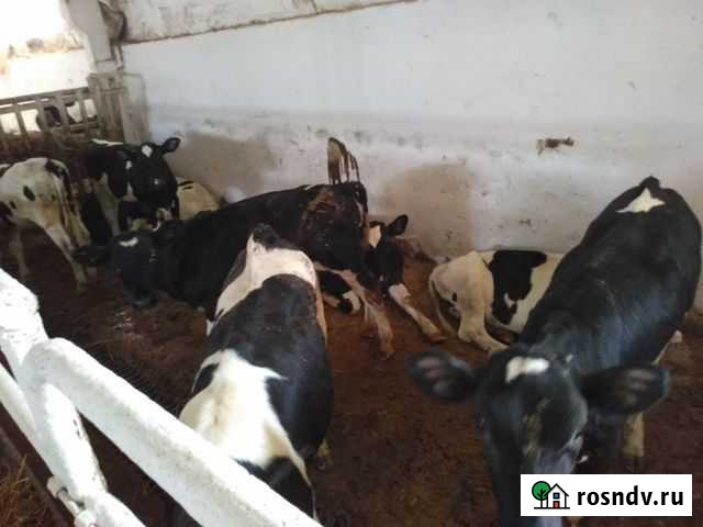 Телята бычки мясной породы Россошь - изображение 1