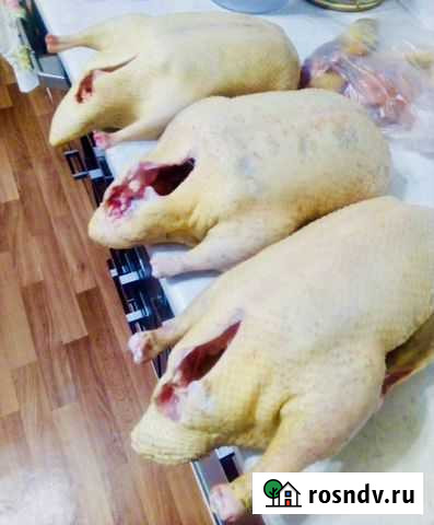 Мясо домашней птицы (гуси, куры, индоутки, индейки Курск - изображение 1