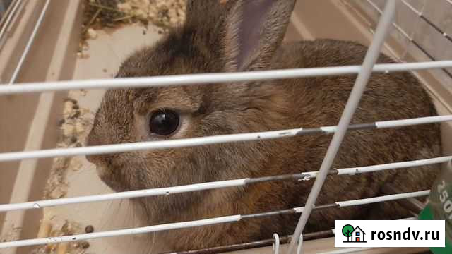 Декоративные кролики Красноярск - изображение 1