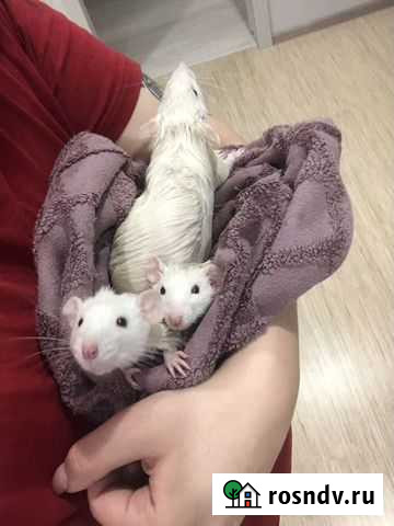 Крысы Тюмень - изображение 1