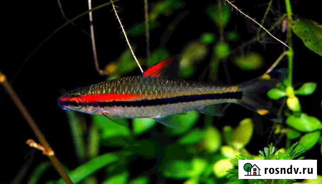 Барбус денисони Омск - изображение 1