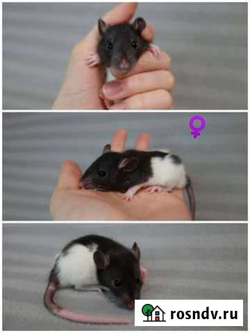 Декоративные крысы Королев - изображение 1