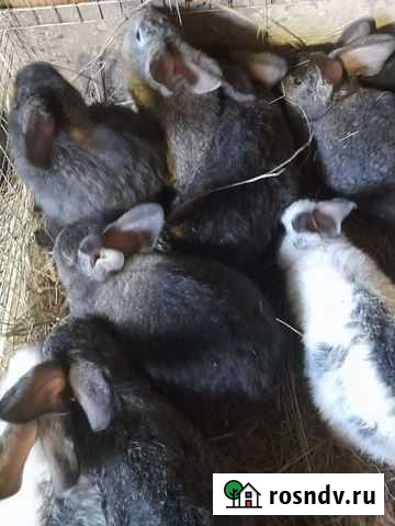 Самочки кролика средних парод Цимлянск - изображение 1