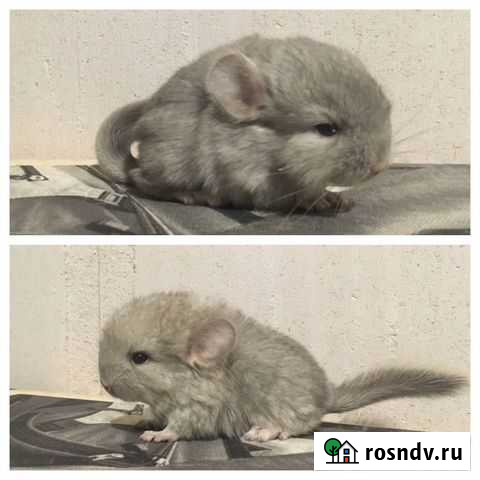 Шиншилла Тобольск - изображение 1