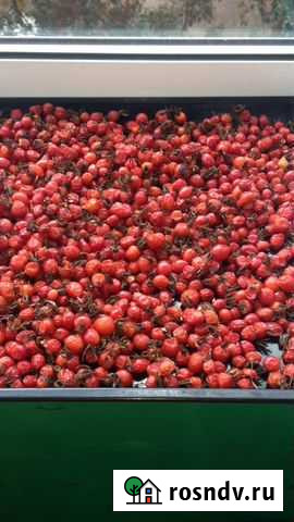 Шиповник Благовещенск - изображение 1