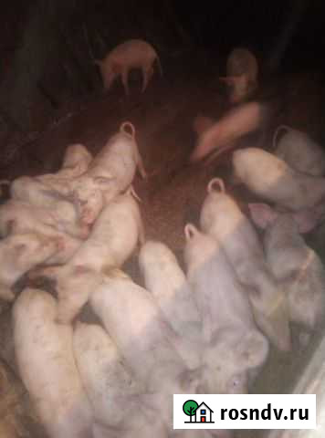 Поросенок ландрас Крапивинский - изображение 1