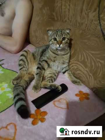 Передержка животных Мурманск - изображение 1