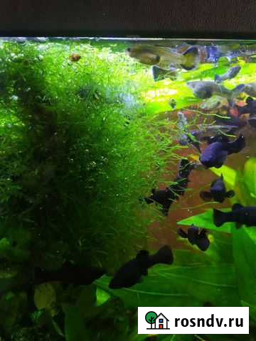 Аквариумное растение Балашиха - изображение 1