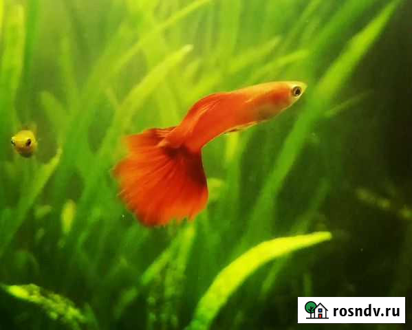 Гуппи аквариумные рыбки чистой линии Королев - изображение 1