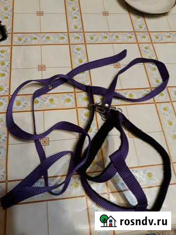 Ошейник Ярославль - изображение 1