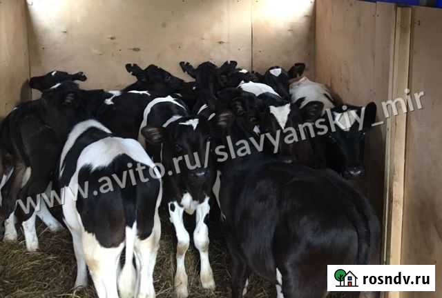 Телята бычки Павловская - изображение 1