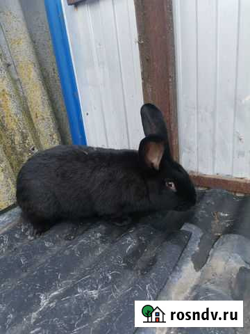 Кролик Медвенка - изображение 1