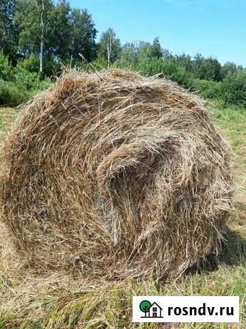 Продам сено 300 кг, с заливніх лугов, разнотравие Ленинск-Кузнецкий - изображение 1