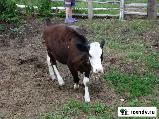 Корова Аргаяш - изображение 1