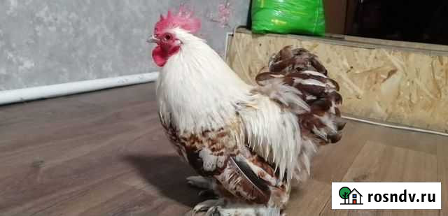 Петухи Кохинские маленькие Минусинск - изображение 1