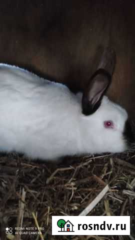 Кролики самцы обмен продажа Уфа - изображение 1