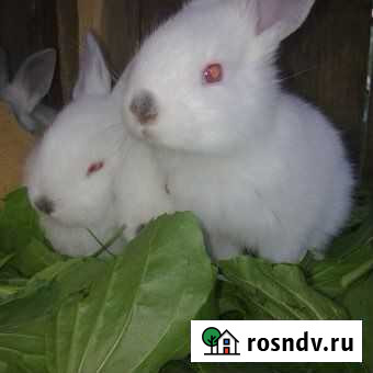 Калифорнийские кролики Дубовка - изображение 1