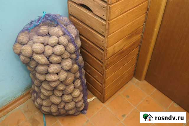 Картофель «Венета» Бесплатная доставка до квартиры Ярославль - изображение 1