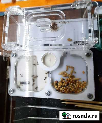 Messor structor и barbarus Москва - изображение 1