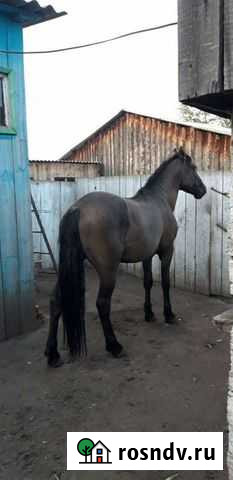 Лошадь Жеребец Кунашак - изображение 1